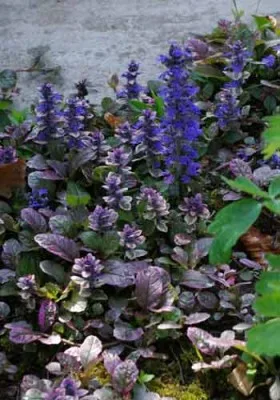 Ajuga reptans Burgundy Glow ground cover for border design in shade