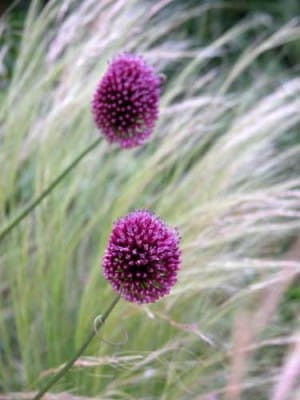Allium sphaerocephalon alongside wispy Stipa tenuissima Planting Plan for summer