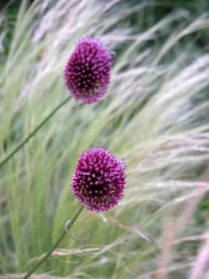 Allium sphaerocephalon alongside wispy Stipa tenuissima Planting Plan for summer