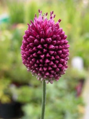 Drumstick allium Weatherstaff plan