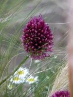 Allium sphaerocephalon with Stipa tenuissima and Chamaemelum nobile planing idea for well-drained soil