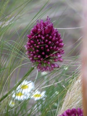 Allium sphaerocephalon with Stipa tenuissima and Chamaemelum nobile planting idea for well-drained soil
