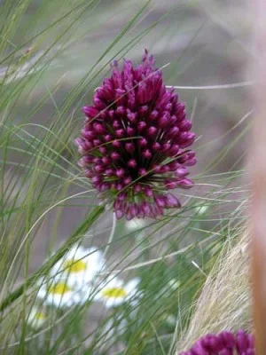 Allium sphaerocephalon with Stipa tenuissima and Chamaemelum nobile planting idea for well-drained soil