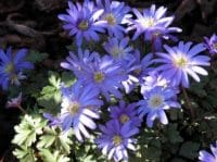 Anemone blanda landscaping design