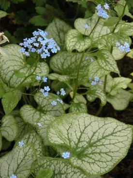 Brunnera macrophylla Jack Frost Weatherstaff plantiing plan