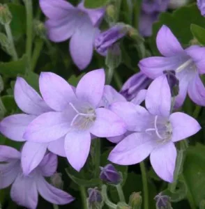 Campanula poscharskyana for ground cover Weatherstaff Planting Plan