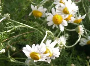 Chamaemelum nobile summer border idea