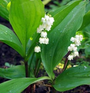 Lily-of-the-Valley garden design software