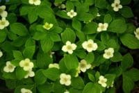 Cornus canadensis shady garden plan