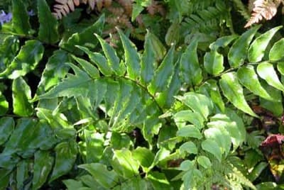 Cyrtomium fortunei shady border