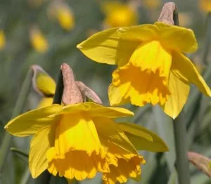 Daffodils Weatherstaff Plant Profile