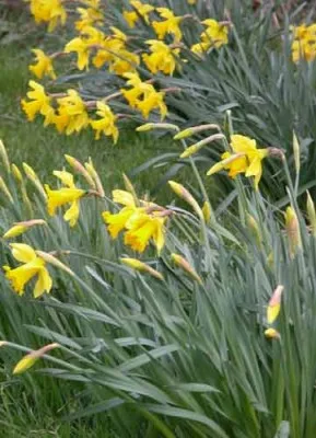Daffodils spring garden