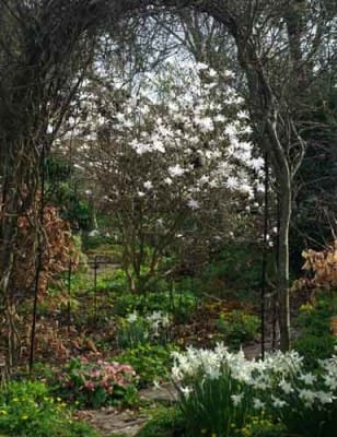 Magnolia stellata and Narcissus 'Thalia' garden design idea