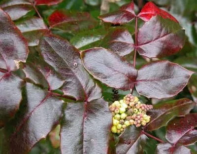 Mahonia aquifolium shady border shrub