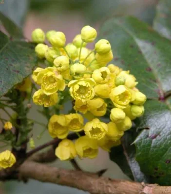 Fragrant spring flowers of Mahonia aquifolium for shady planting plan