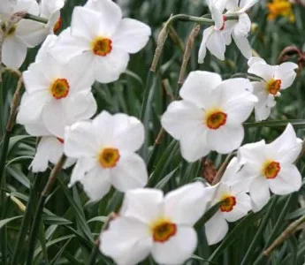 Narcissus 'Actaea' spring garden designs by Weatherstaff