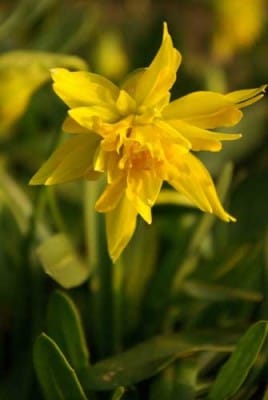Narcissus 'Rip van Winkle' spring garden plan