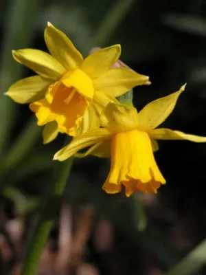 Narcissus 'Tête-à-Tête' spring landscape plan