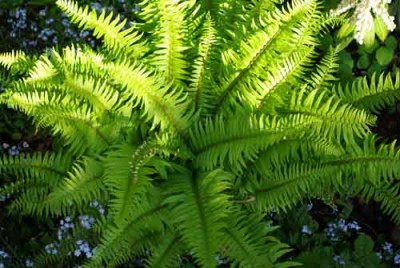 Polystichum-munitum Shade-loving fern