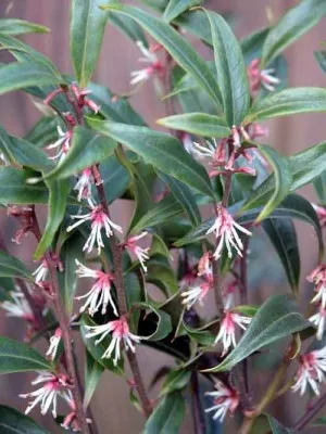 Sarcocca hookeriana shade border planting plan