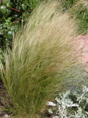 Ornamental grass for summer