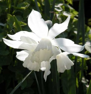 Narcissus 'Thalia' white daffodil for garden borders