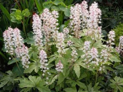 Shade-loving Tiarella Planting Design