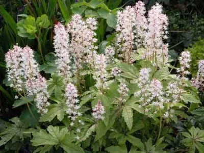 Shade-loving Tiarella Planting Design