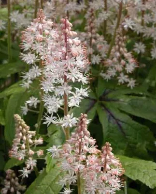 Tiarella Iron Butterfly shade border perennial