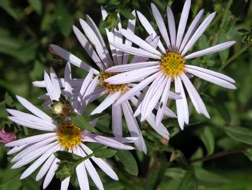 Aster pyrenaeus Lutetia cottage garden late summer flower