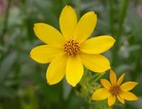 Coreopsis verticillata Grandiflora