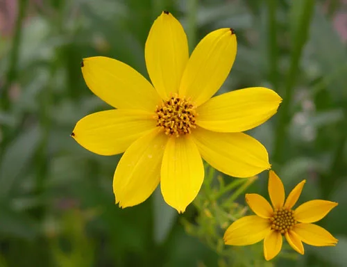 Coreopsis verticillata Grandiflora