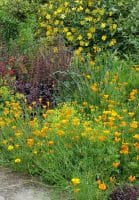 Exuberant planting in a cottage style landscape design