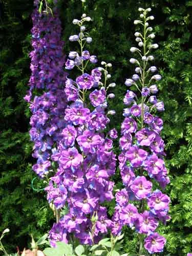 Delphiniums cottage garden planting plan