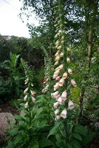 Digitalis Apricot Beauty for cottage garden planting plan