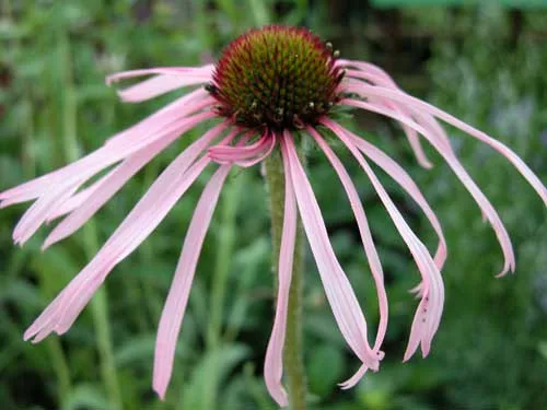 Echinacea purpurea Weatherstaff PlantingPlan cottage garden plant