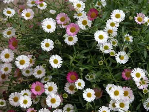 Erigeron karvinskianus for Weatherstaff PlantingPlanner blog