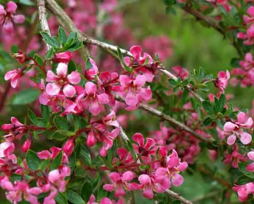 Escallonia Red Elf - flowering shrub in cottage style border