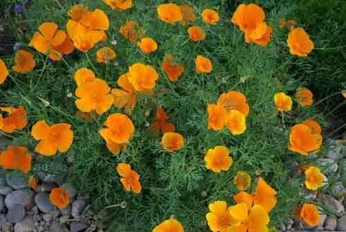 Eschschlozia mexicana - for a cottage garden landscaping design
