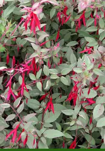 Fuchsia magellanica var. gracilis Weatherstaff Planting Plan