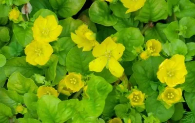 Lysimachia nummularia Aurea - landscaping design idea for cottage garden ground cover