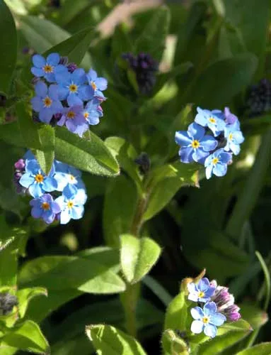Myosotis-sylvatica, the little forget-me-not
