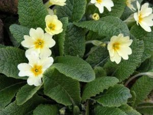 Primula vulgaris spring planting idea