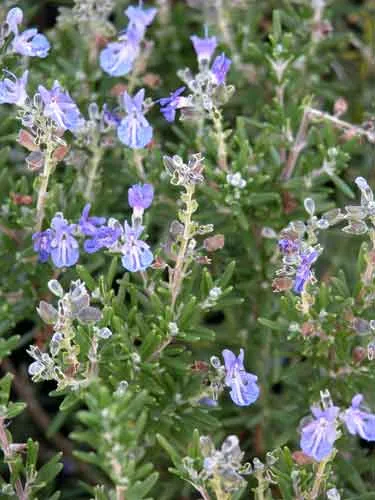 Rosemary - herbs in pots for a cottage garden