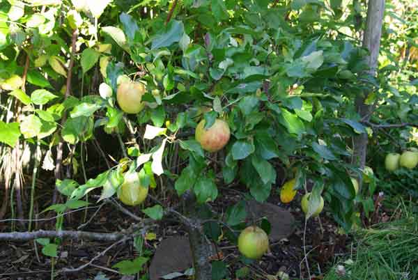 Step-over apple trees in a cottage garden border design