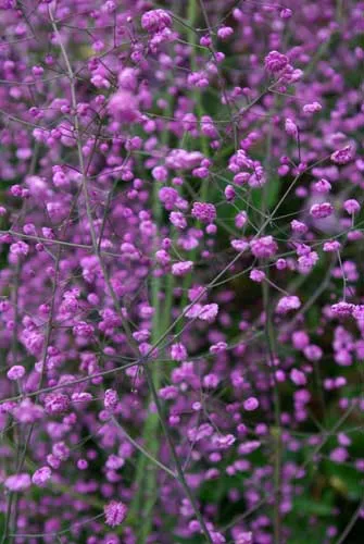 Thalictrum delavayi - Meadow Rue - for cottage garden planting plan