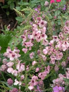 Verbascum from the Weatherstaff Planting Planner design software