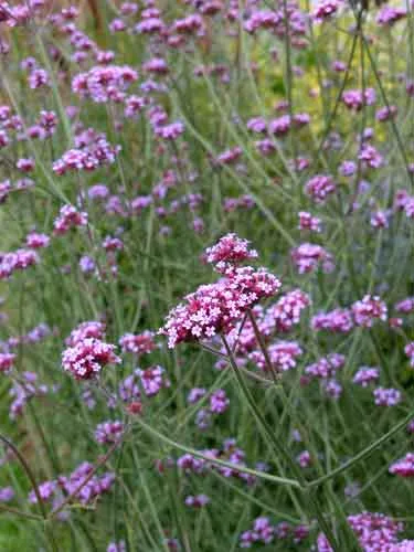 Verbena-bonariensis - Weatherstaff landscaping ideas