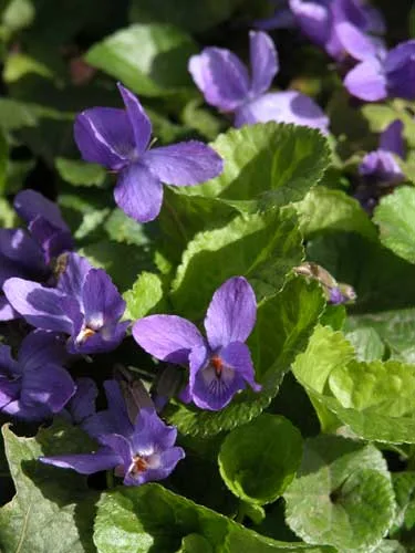 Viola odorata Queen Charlotte spring planting idea