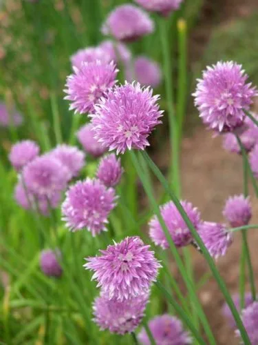 Chives (Allium schoenoprasum) - design idea for a herb garden